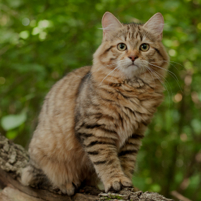 for-cats