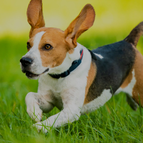 for dogs