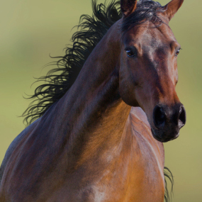 for-horses