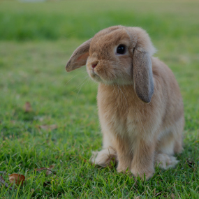 Rodents  Rabbits